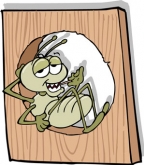 กำจัดปลวกด้วยสมุนไพร กำจัดปลวกด้วยสมุนไพร