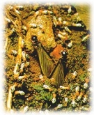 ปลวก วัฏจักรชีวิตในกองดิน ปลวก วัฏจักรชีวิตในกองดิน